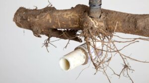 How Tree Roots Can Damage Your Water Line and What to Do About It